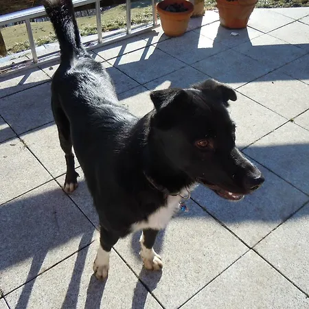 Appartement Areithof *