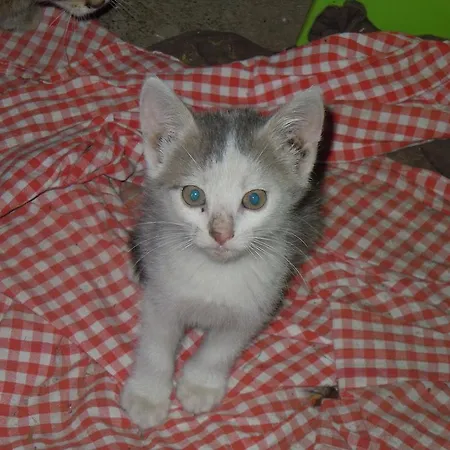 Appartement Areithof